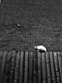 High angle view of cat sitting on wall