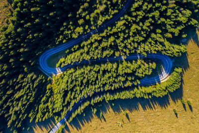 Aerial view of trees in forest
