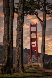 Golden gate bridge seen through trees