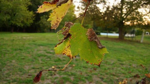 Close-up of autumn leaf on grass