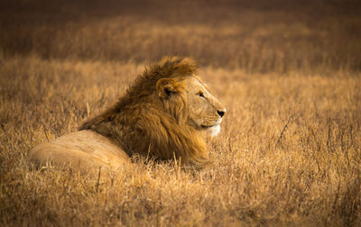 Lioness sitting on field