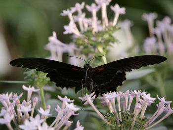 Close-up of butterfly pollinating on flower