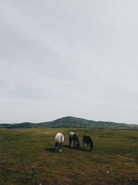 Horses grazing in a field