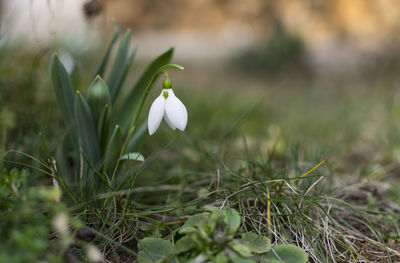 Close-up of white flowering plant