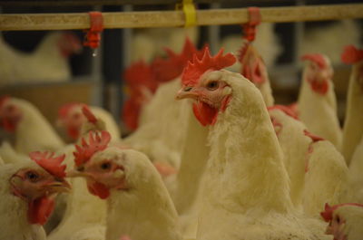 Close-up of a broiler breeder farm, poultry farming