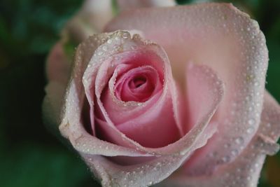 Close-up of wet pink rose blooming in park