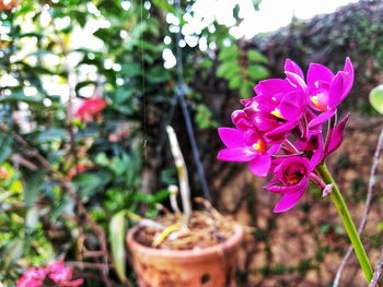 Close-up of pink flower blooming on potted plant