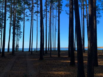 Scenic view of forest against blue sky