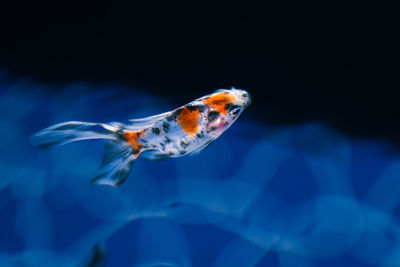 Fish swimming in sea