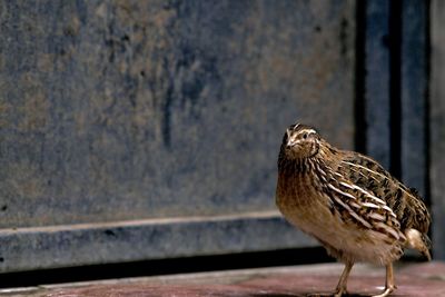 This quail photo was taken in october at sukodono sidoarjo indonesia