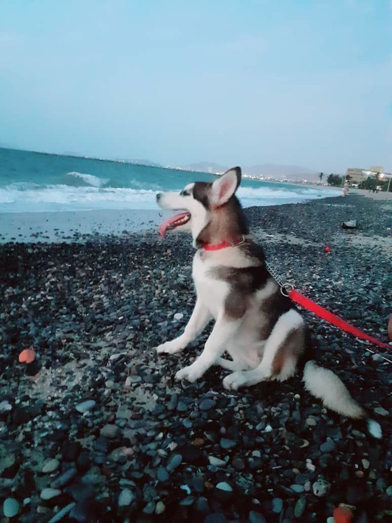 VIEW OF DOG AT BEACH