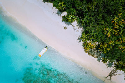 High angle view of trees on beach