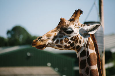 Close-up of a giraffe