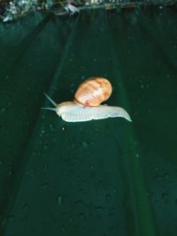 High angle view of snail in water