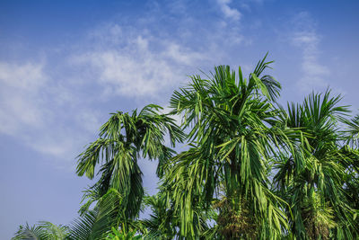 Betel nut plants with blue sky background