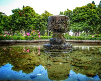 Reflection of trees in pond