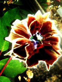 Close-up of flowers