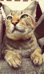 Close-up portrait of a cat