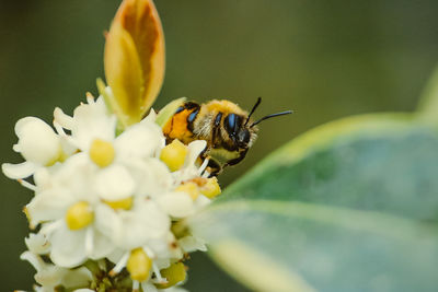 Close-up of bee pollinating on flower