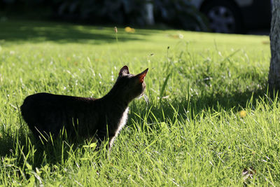 Side view of a cat on grass