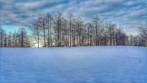 Trees on snow covered mountains against sky