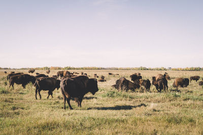 Horses in a field