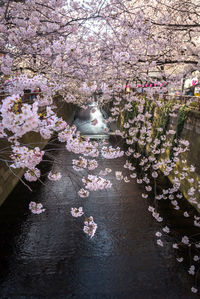 Pink flowers blooming on tree