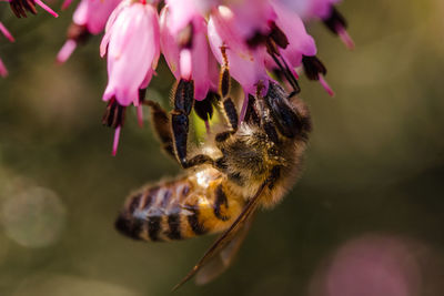 Close-up of honey bee pollinating flower
