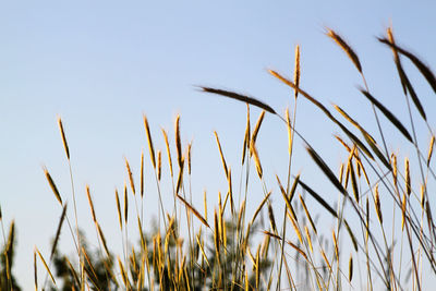 Close-up of stalks against clear sky