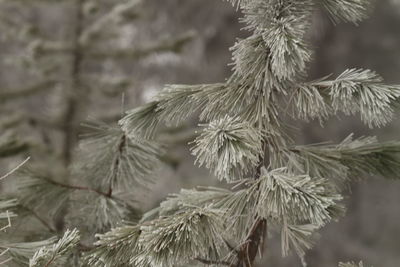 Close-up of snow on plant during winter