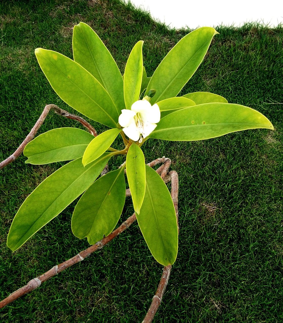 CLOSE-UP OF GREEN PLANT ON LAND