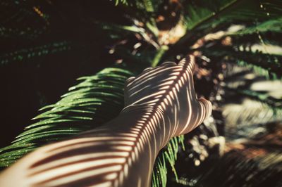 Cropped image of hand with plant shadow