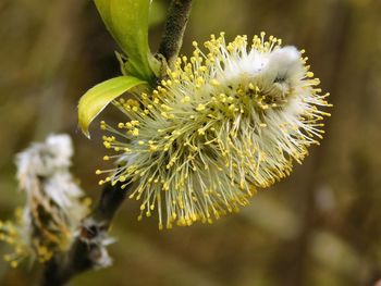 Close-up of white flowering plant