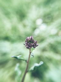 Close-up of flower blooming outdoors