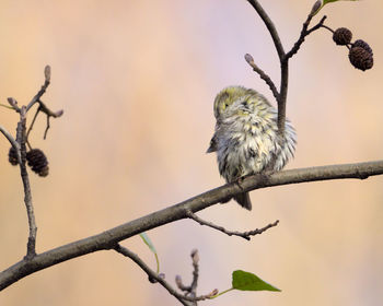 Low angle view of bird perching on branch
