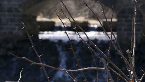 Close-up of water drops on twig