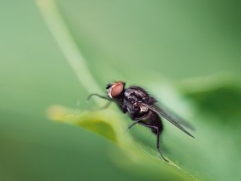 Close-up of fly on leaf