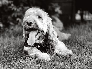 Close-up of dog sitting on field