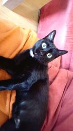 Portrait of cat
