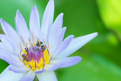 Close-up of insect on purple flower