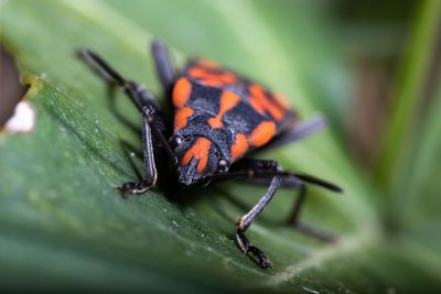 Close-up of insect on leaf