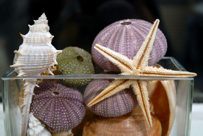 Close-up of animal shells in container