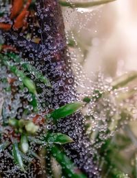 Close-up of wet plant