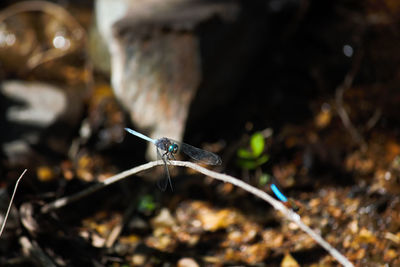 Close-up of insect on land