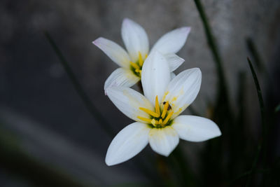 Close-up of frangipani blooming outdoors