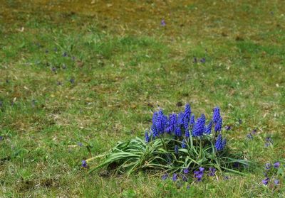 Purple flowering plants on field