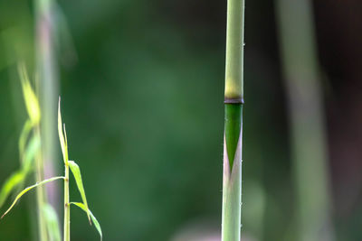 Close-up of bamboo plant on field