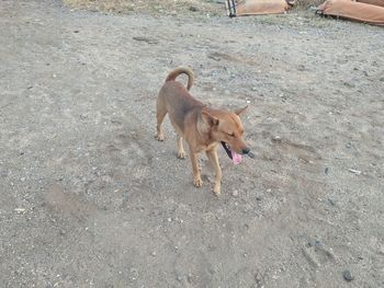 High angle view of dog on beach