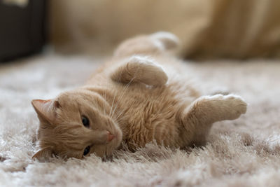 Close-up of cat lying on rug at home