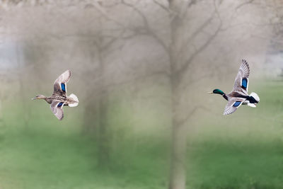 Close-up of bird flying against blurred background